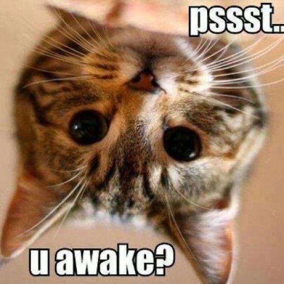 Wakey Wakey Posh Peeepppssss You Awake Funny, Are You Awake Meme Funny, Good Morning Cat Images, You Awake, Kitten Quotes, Good Morning Cat, Gatos Cool, Morning Cat, Pet Pictures