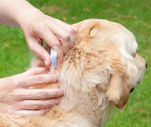 a dog is getting his ear checked by an adult