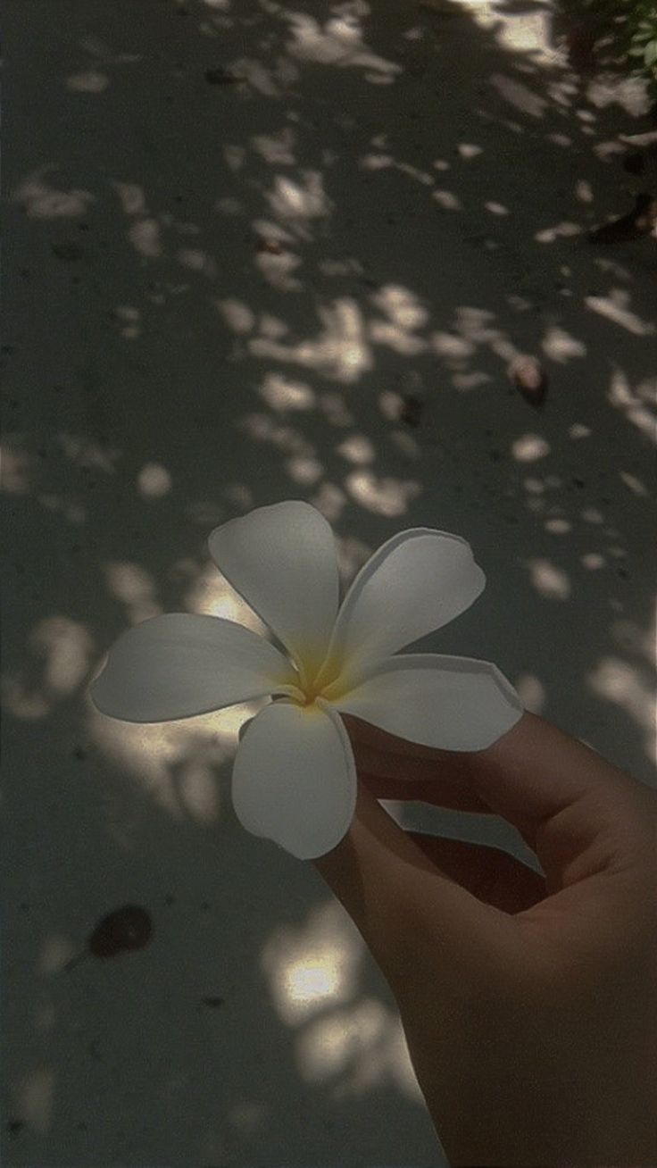 a person's hand holding a white flower in the sunlight