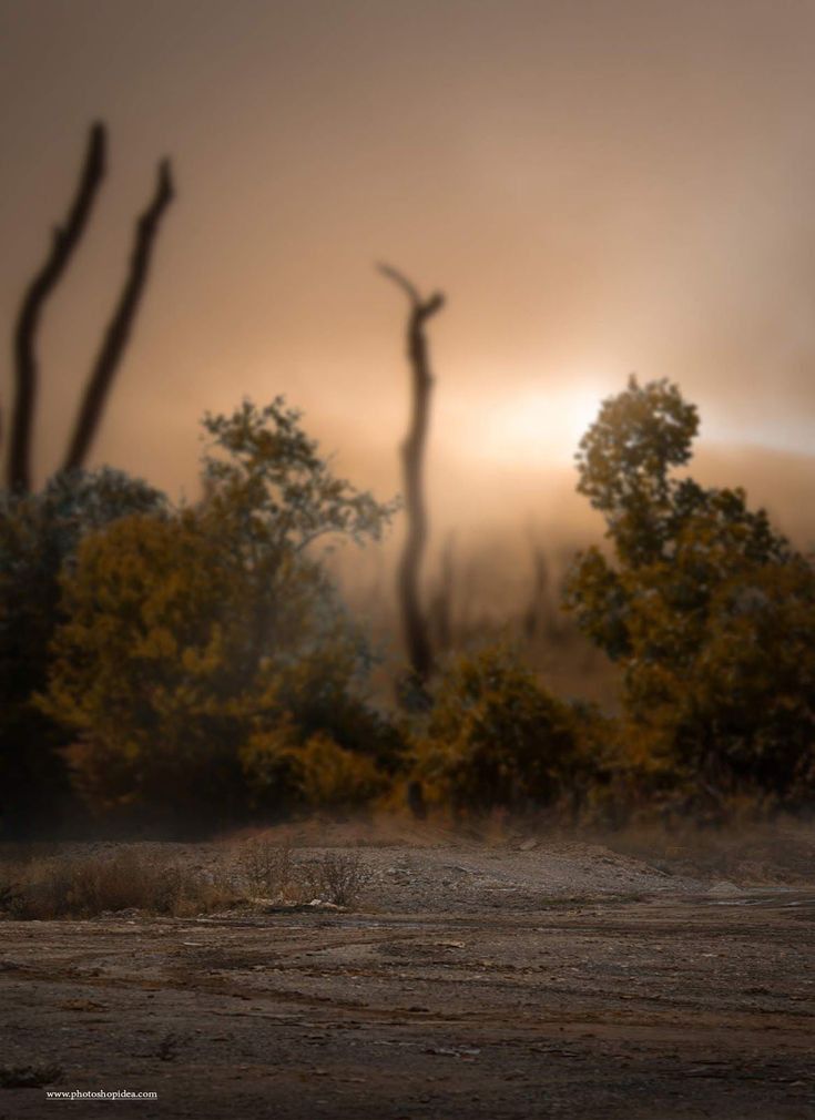 the sun is setting over some trees and bushes