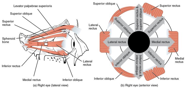 an image of the muscles and their functions in order to understand what they look like