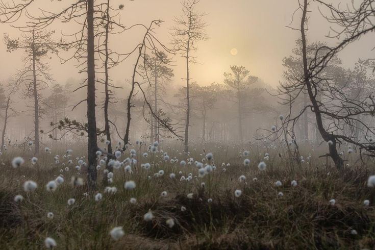 the sun shines through the foggy trees and grass in an area with dead branches