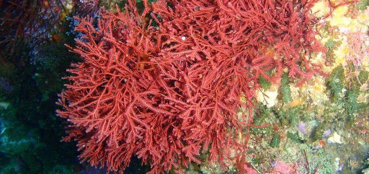 some red corals on the ocean floor