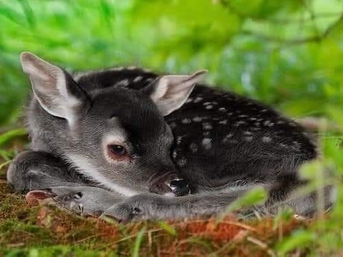 a baby deer is laying down in the grass