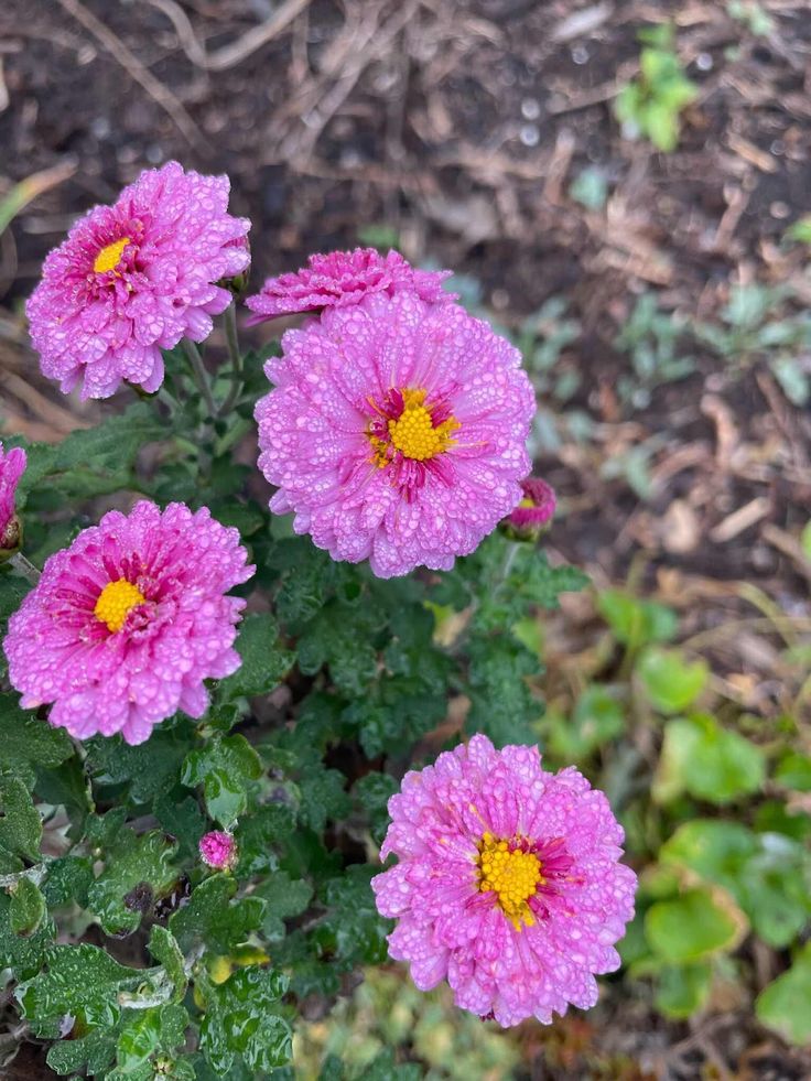 three pink flowers with yellow centers in the middle of some grass and dirt, next to plants