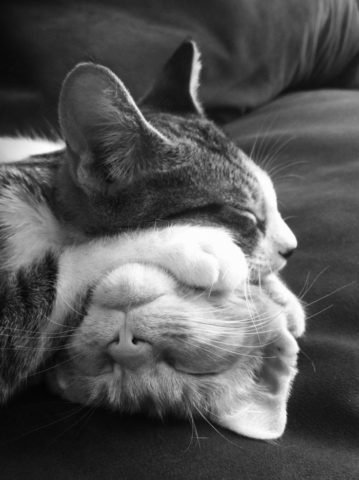 a black and white photo of a cat sleeping on a couch with its eyes closed