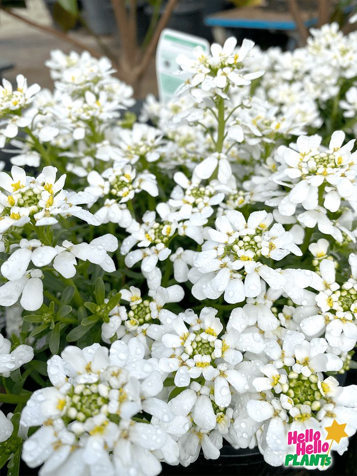 some white flowers are in a black pot