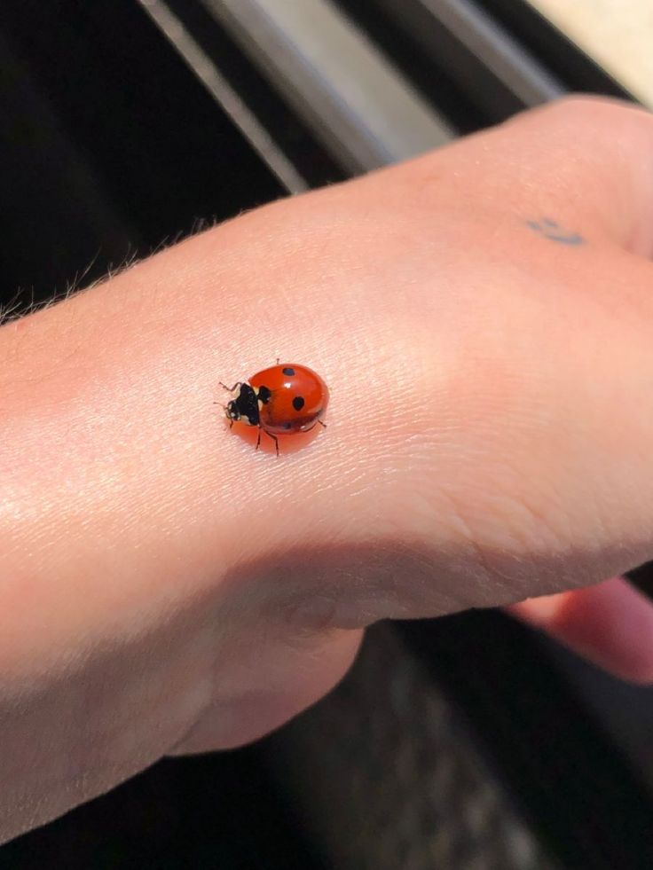 a ladybug sitting on the arm of someone's hand