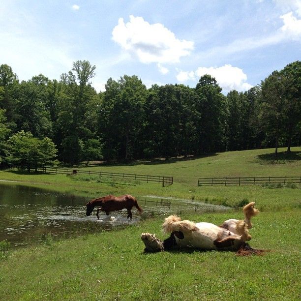 two horses are playing in the water near a pond and fenced area with trees