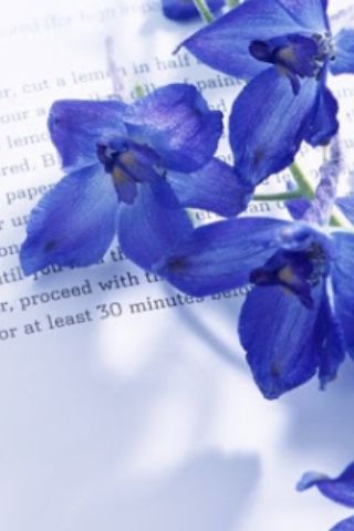 some blue flowers laying on top of an open book