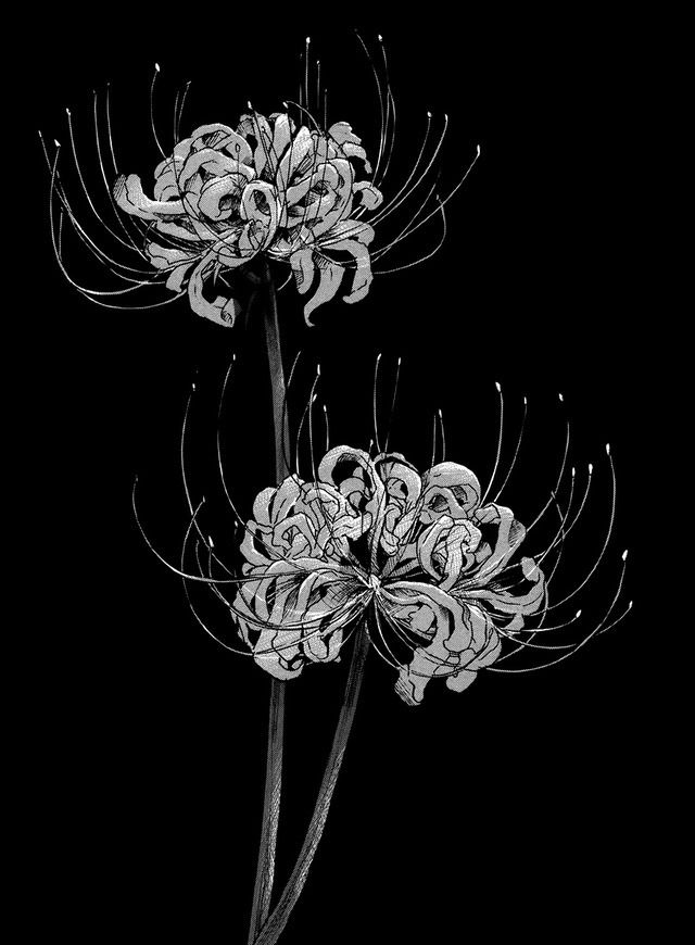 two white flowers with long stems in black and white on a dark background, one is blooming