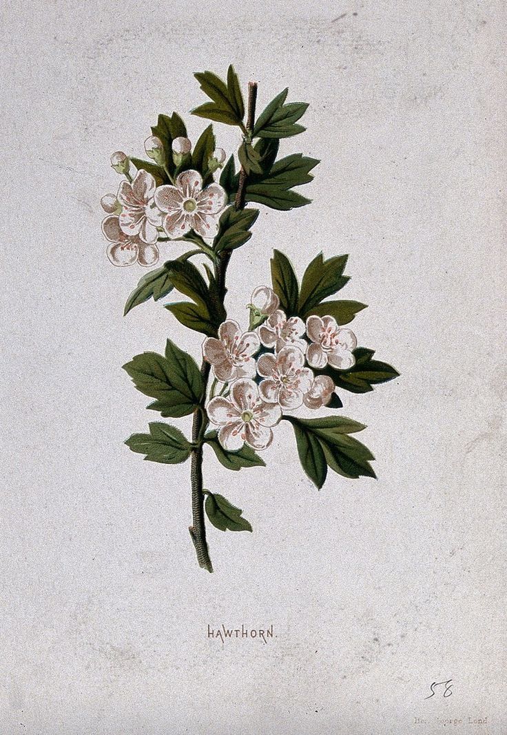 an illustration of flowers on a branch with green leaves and white blooms in the foreground