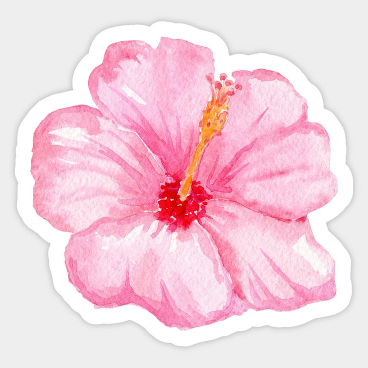 a pink flower on a white background royalty illustration