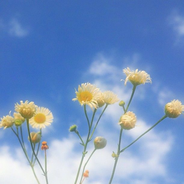 yellow flowers against a blue sky with clouds