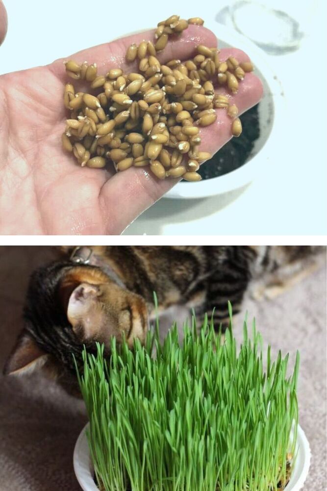 two pictures one with grass and the other with cat food