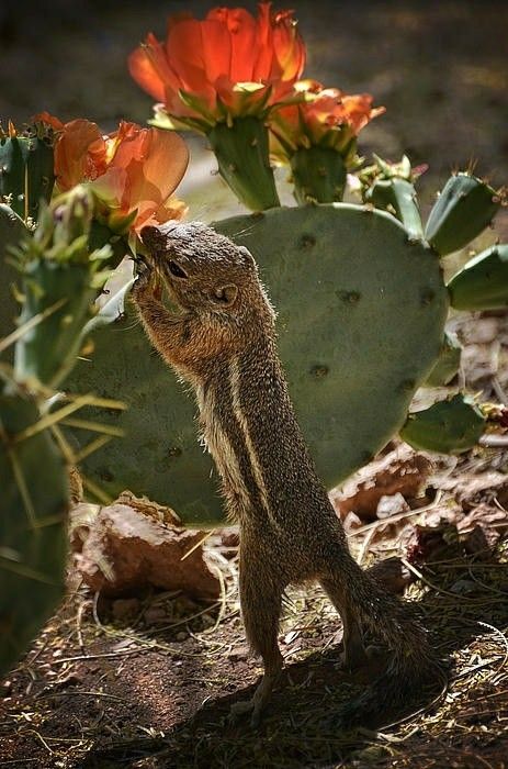 a small animal standing on its hind legs next to a large cactus plant with orange flowers in the background