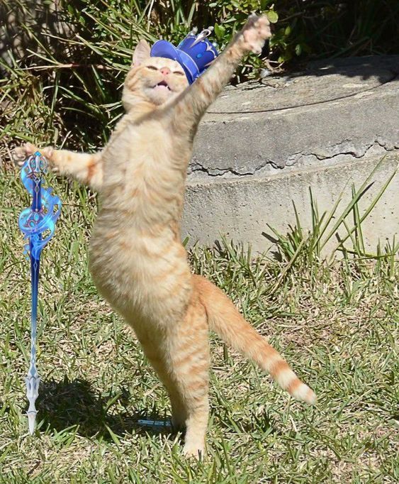 an orange and white cat standing on its hind legs with it's front paws in the air