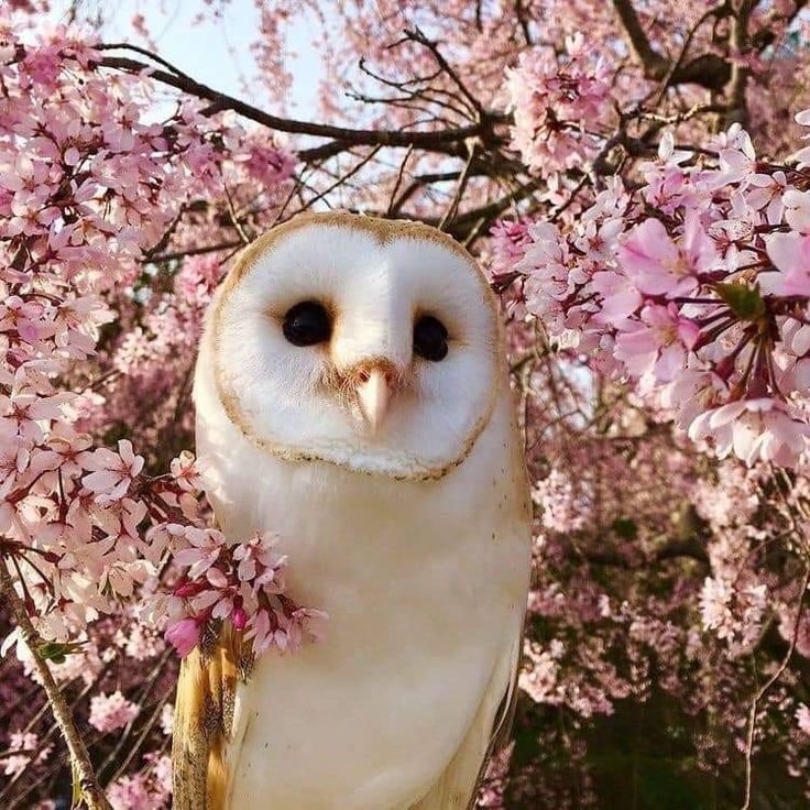 an owl perched on top of a branch with pink flowers