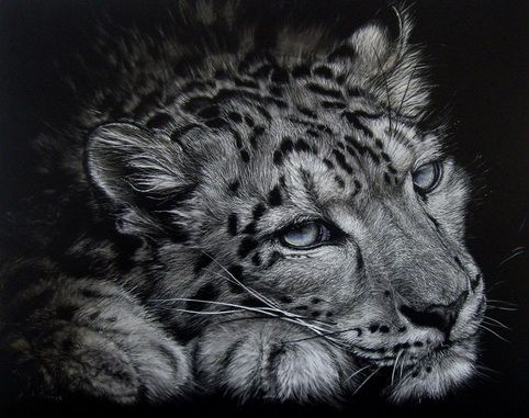 a black and white photo of a snow leopard's face, with blue eyes