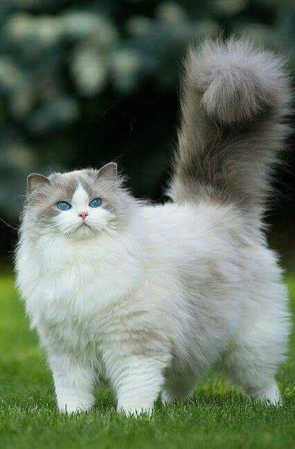 a fluffy white cat with blue eyes standing in the grass looking at the camera while it's tail is up