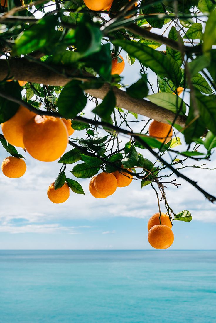 several oranges hanging from a tree next to the ocean