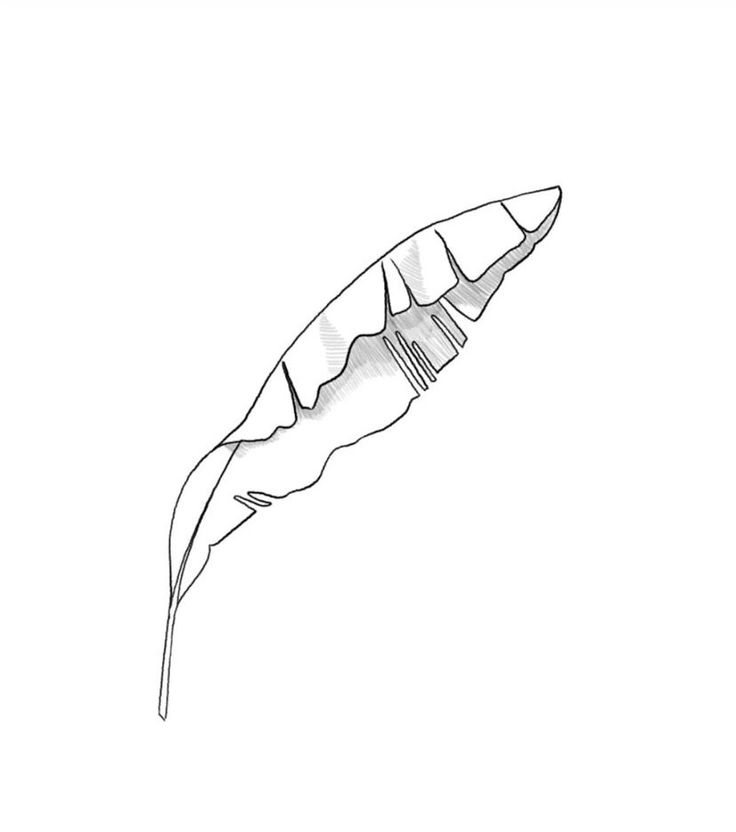 a black and white drawing of a long leaf