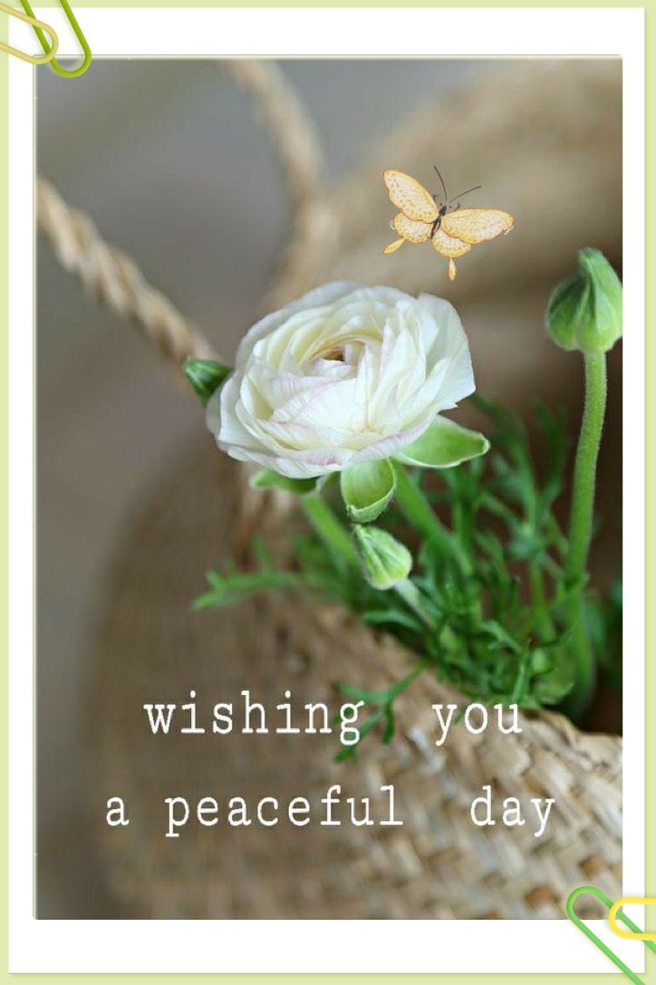 a greeting card with a white flower and a butterfly