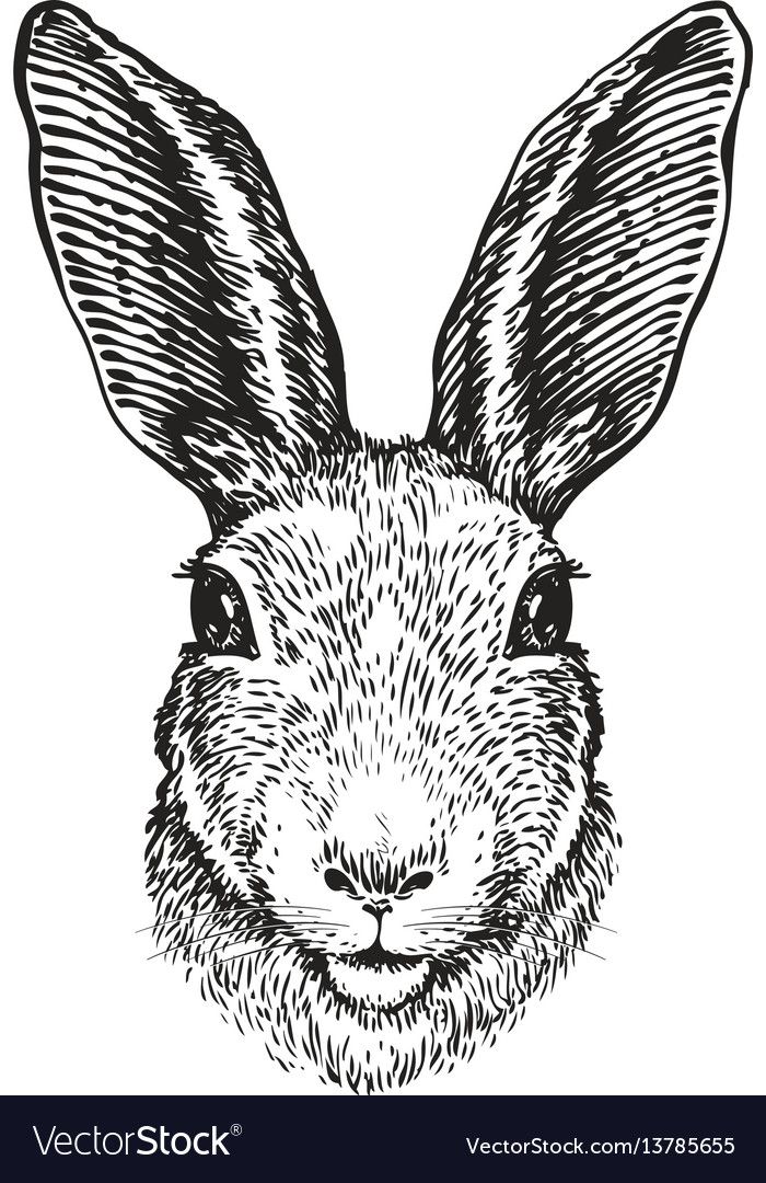 the head of a rabbit in black and white