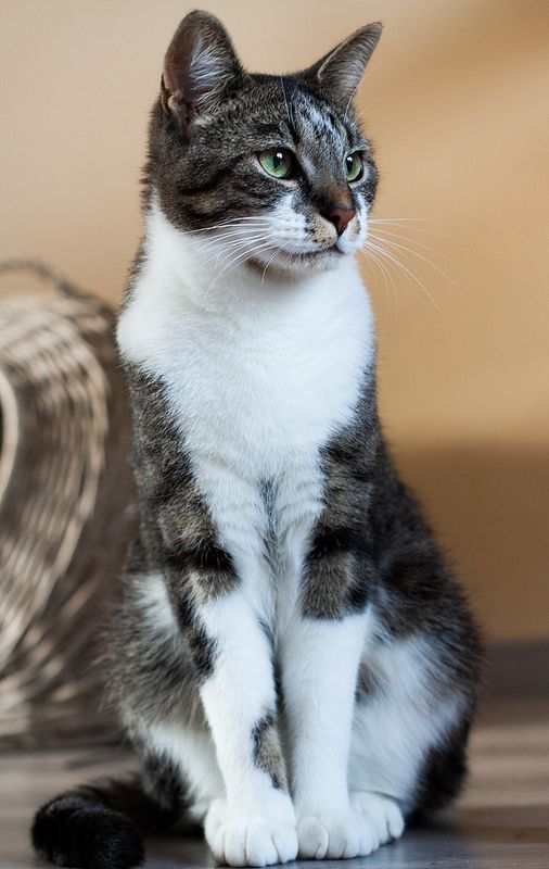 a gray and white cat sitting on top of a wooden floor next to a roll of tape