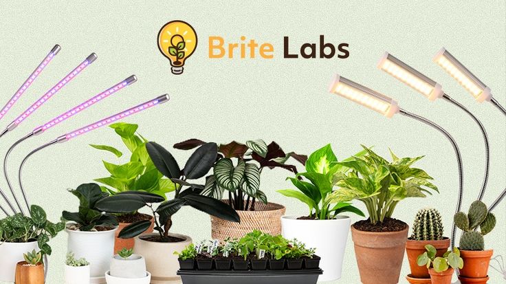 Brite Labs