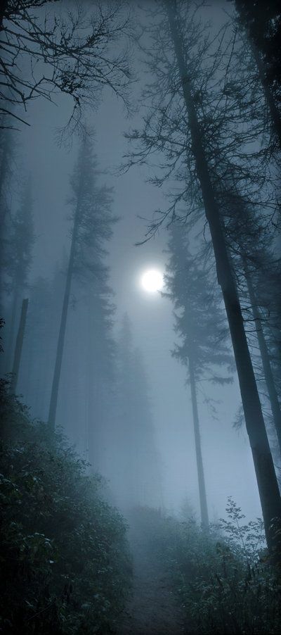 a foggy night in the woods with a full moon