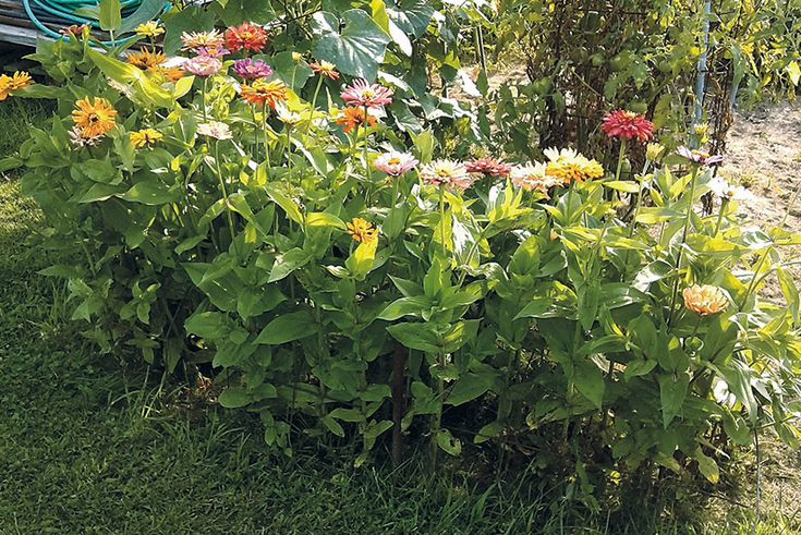 a garden filled with lots of colorful flowers