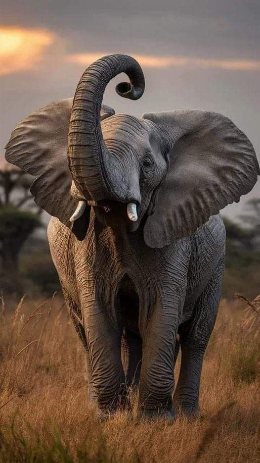 an elephant standing in the middle of a field with its tusks curled up