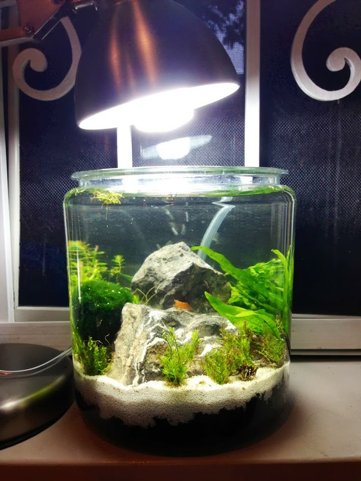 an aquarium with rocks and plants in it sitting on a table next to a lamp