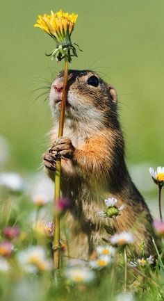 a small rodent standing on its hind legs and looking up at a yellow flower