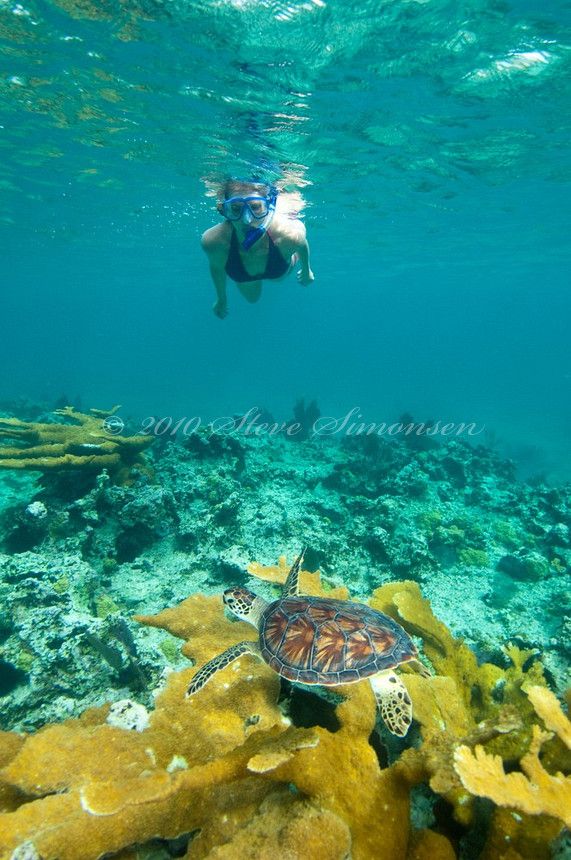 a person swimming in the ocean with a turtle