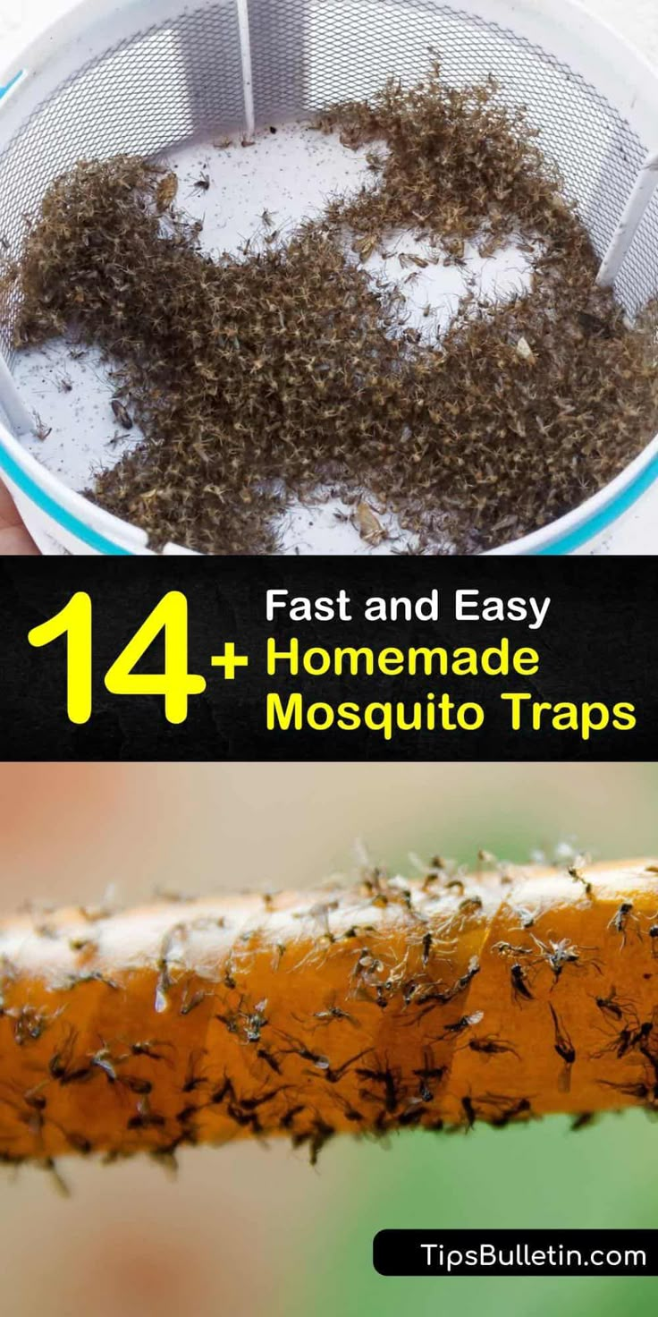 the top ten pest and easy homemade mosquito traps