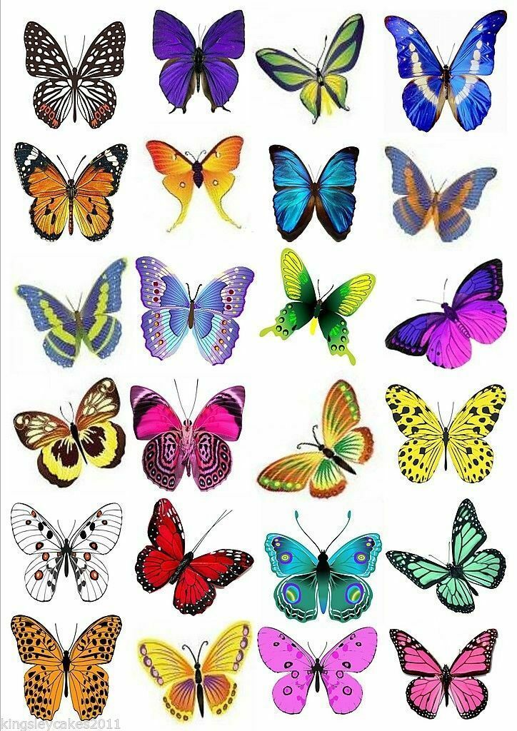 a group of different colored butterflies on a white background