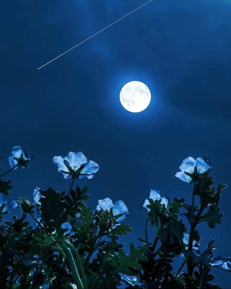 the moon is shining brightly in the night sky above some blue flowers and green leaves