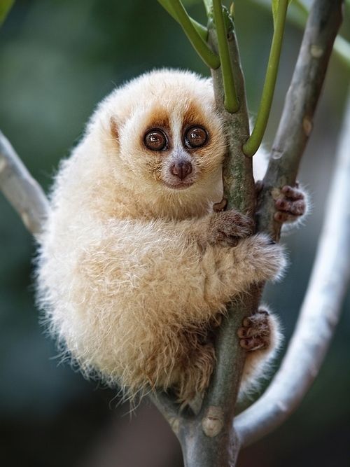 a small brown and white animal sitting on top of a tree