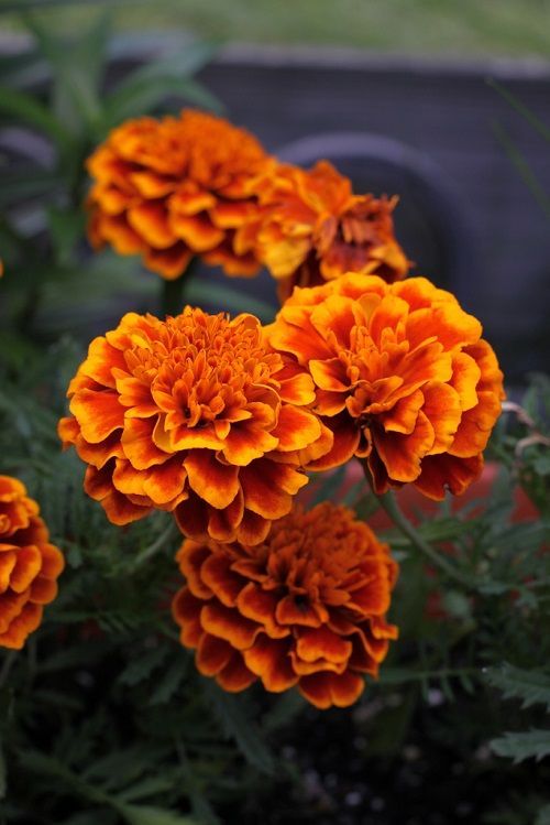 some orange flowers are blooming in the garden