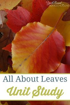 fall leaves with the words all about leaves unit study