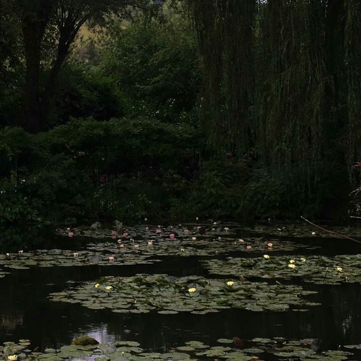 water lilies floating on the surface of a pond