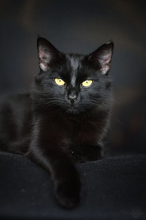 a black cat with glowing yellow eyes sitting on a couch in front of a dark background