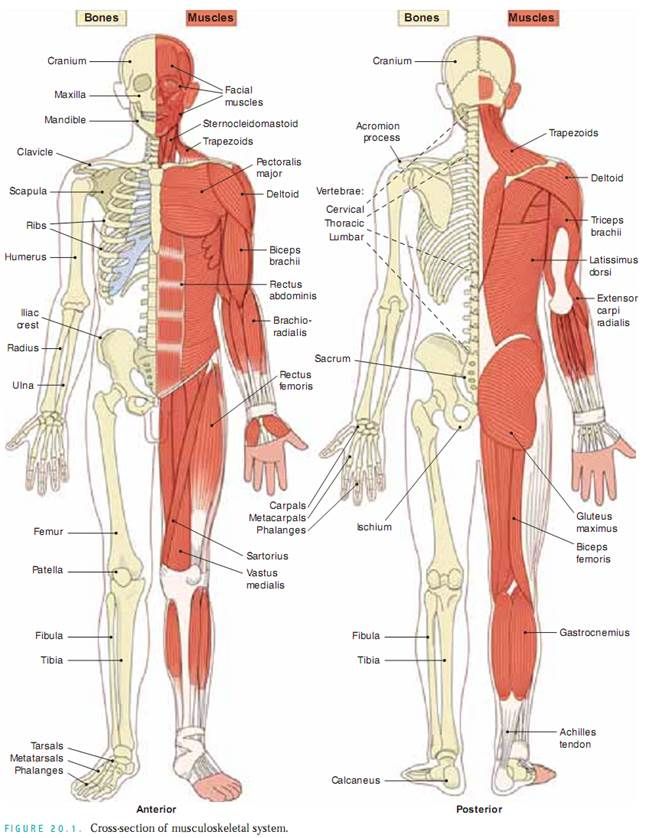 the muscles are labeled in this diagram