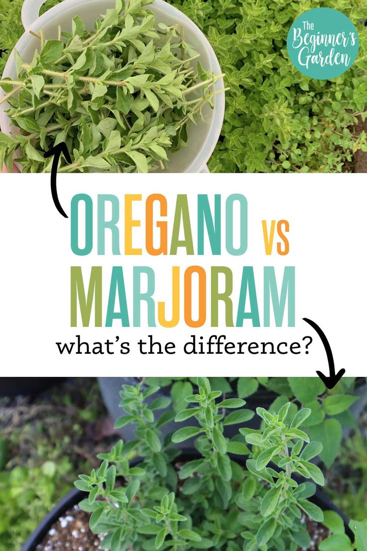 oregano and marjoram plants in pots with text overlay - what's the difference?