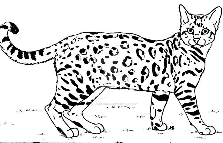 a black and white drawing of a cat with spots on it's body, standing in