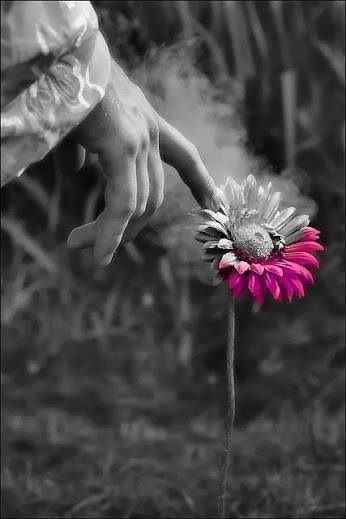 a pink flower in front of a black and white photo with the words la pace intriore melle nostre maini, dobihano solo seeghere segeire segivre i buoni