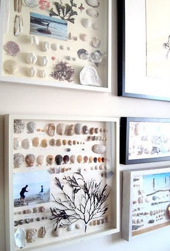 there are many pictures on the wall with seashells and shells attached to it