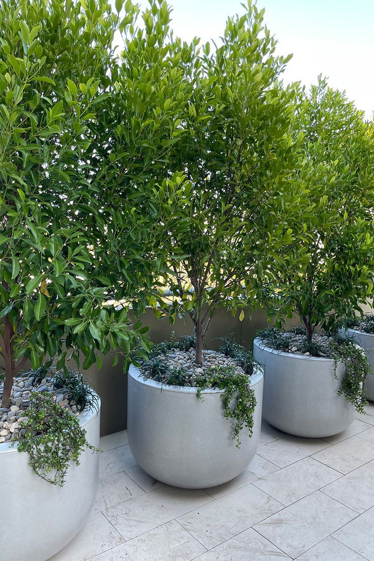 four planters with small trees in them